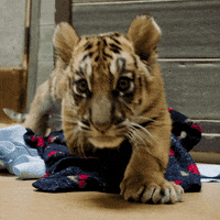 happy baby animals GIF by San Diego Zoo