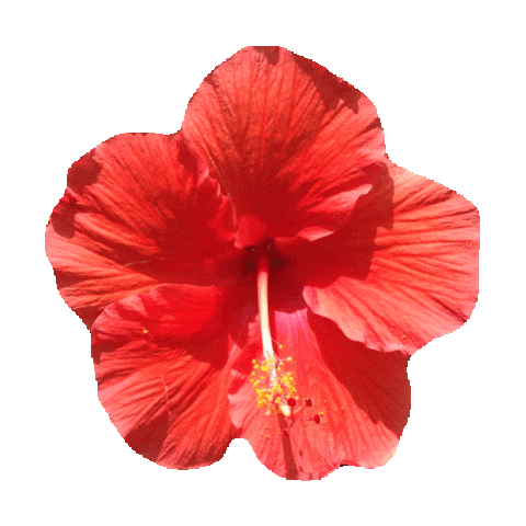 beach flowers STICKER by imoji