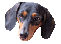 dachshund doxie Sticker by beangoods