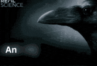 Peak Iq GIF