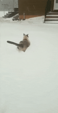Cat Snow GIF by JustViral.Net