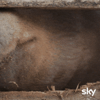Pig Wow GIF by Sky Deutschland