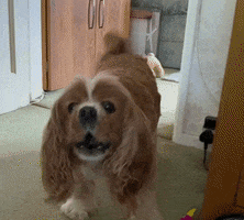 King Charles Spaniel Dog GIF by Extreme Improv