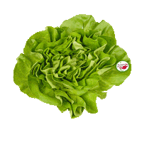 Salad Vegetable Sticker by BILLA