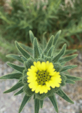 margitgalanter giphygifmaker web art garden webartgarden amerta movement GIF