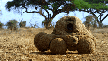 spy in the wild poop GIF by ThirteenWNET