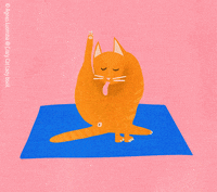 cat kitten GIF