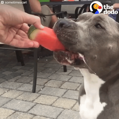 dog bulldog GIF by The Dodo