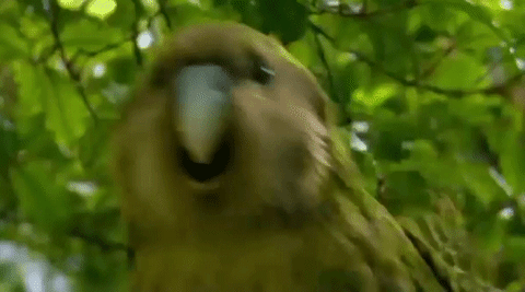 bird kakapo GIF