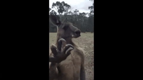 kangaroo GIF