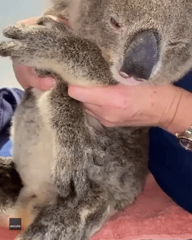 Rescued Koala Nods Off, Snores During Health Check