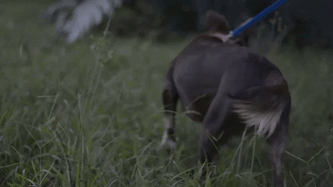 heloisakrzeminski giphygifmaker GIF