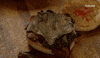 viceland GIF by F*CK, THAT'S DELICIOUS