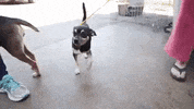 dogs puppy GIF by Badass BK
