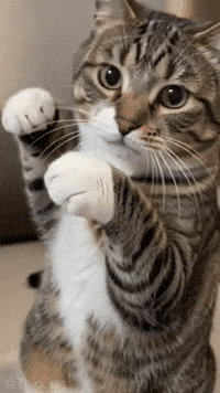 Cat Boxing GIF