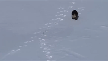 Playful River Otter Captured Sliding on Snow