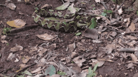 CreatureFeatures giphygifmaker rhino viper GIF
