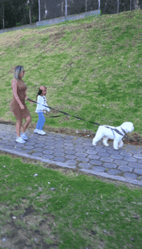TheLoveLeash leash dog walking theloveleash the love leash GIF