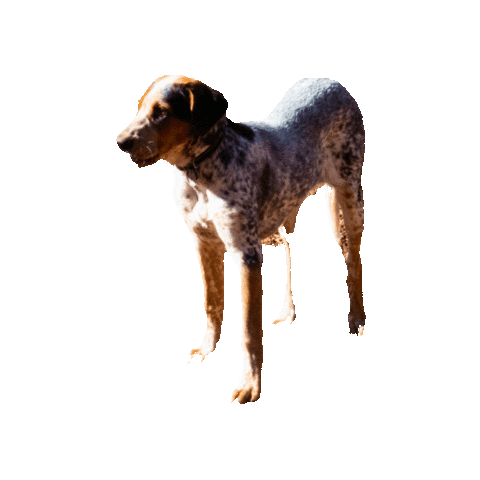 Blue Heeler Dog Sticker by JC Property Professionals