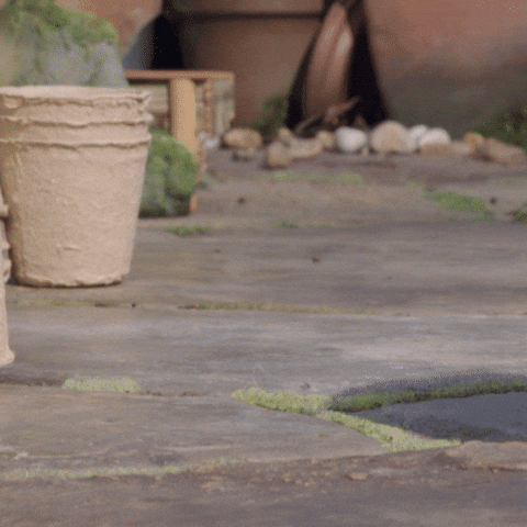 tweedyandfluff giphyupload love cute friends GIF