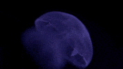 jellyfish GIF by Harvard University