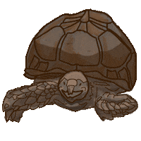 Turtle Shell Sticker by Accardo Real Estate Associates