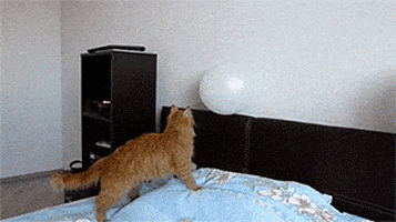 cat balloon GIF