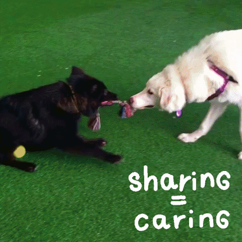 PeninsulaHumaneSocietySPCA giphygifmaker giphyattribution dogs sharing GIF