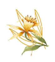 Peru Flor Sticker by Talia
