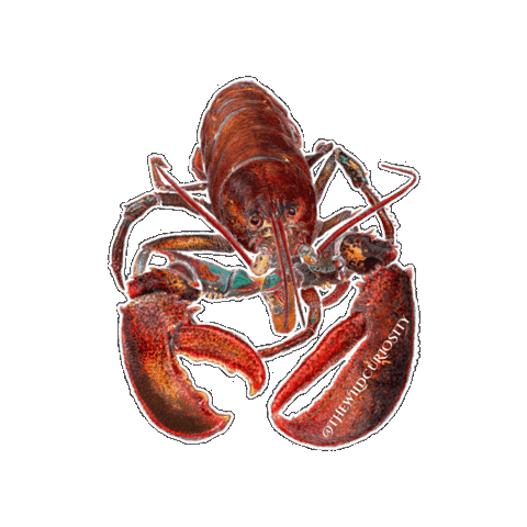 Deep Sea Ocean Sticker by The Wild Curiosity