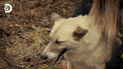 GIF by Discovery Europe