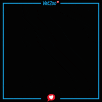 Cat Dog GIF by Vetzoo