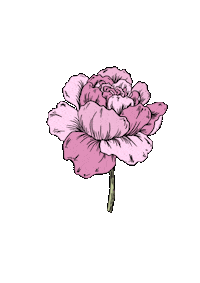 alysiamariaa flower green pretty rose Sticker