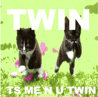 Cats Couple GIF