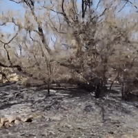 Mesquite Heat Fire Burns Structures