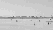 sub pop fly GIF by Sub Pop Records