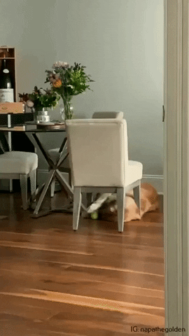 Dog Playing GIF by JustViral.Net