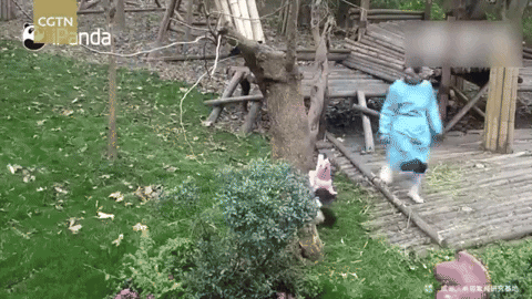 cuteanimalland giphyupload GIF