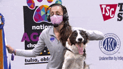 Border Collie Running GIF by American Kennel Club