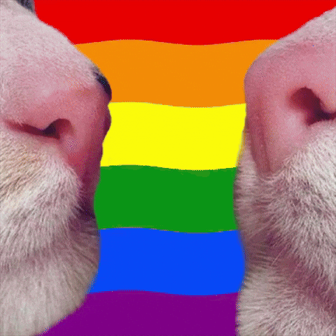 Cat Kiss GIF