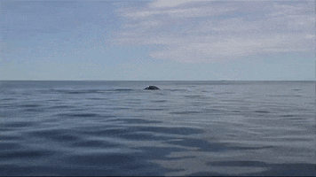 Whale GIF by Oceana