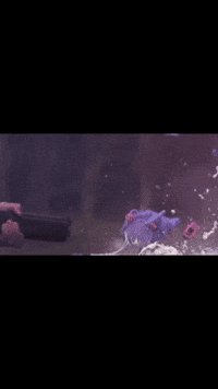 Game Over Baby GIF
