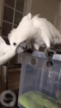 Harley the Cockatoo Welcomes Her New Brother Gizmo