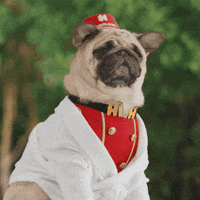Pug Mind Blowing GIF by bellpughotelscom