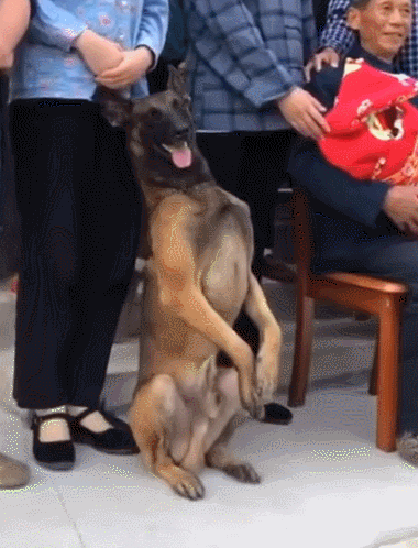 cuteanimalland giphyupload GIF