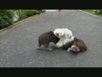 English Dog GIF