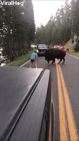 buffalo attack GIF by ViralHog