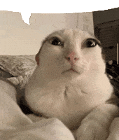 Cat Chat Bubble GIF