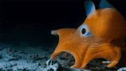 blue planet octopus GIF by BBC America