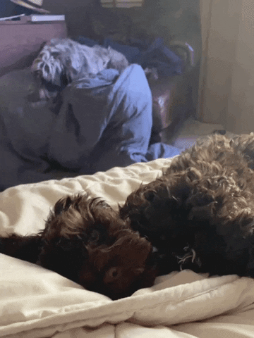 baweiland23gmailcom puppy yawn snuggles puppygusyawn GIF